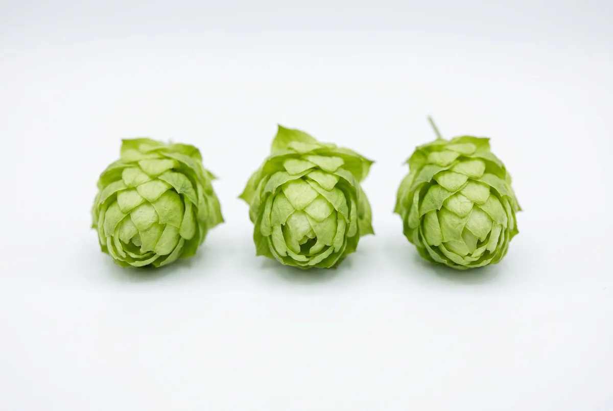 Clinical specimen macro of hop cones