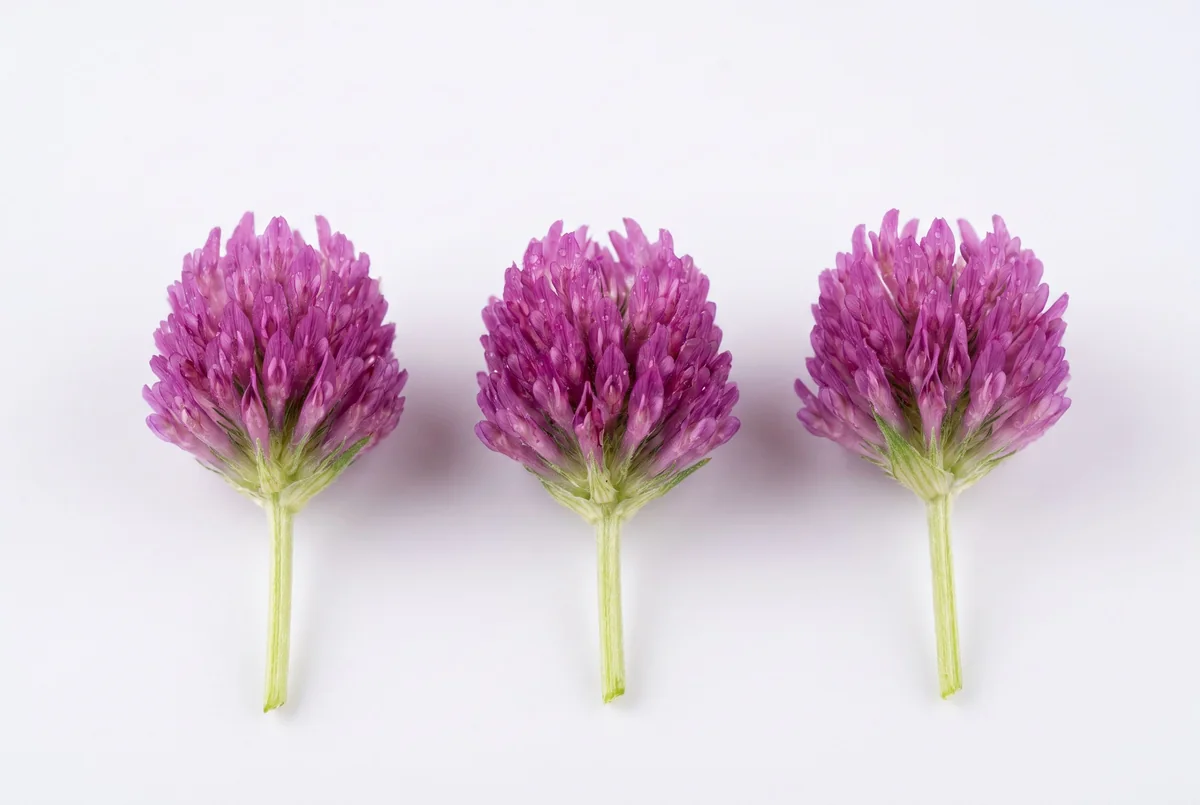 Clinical specimen macro of red clover blossoms